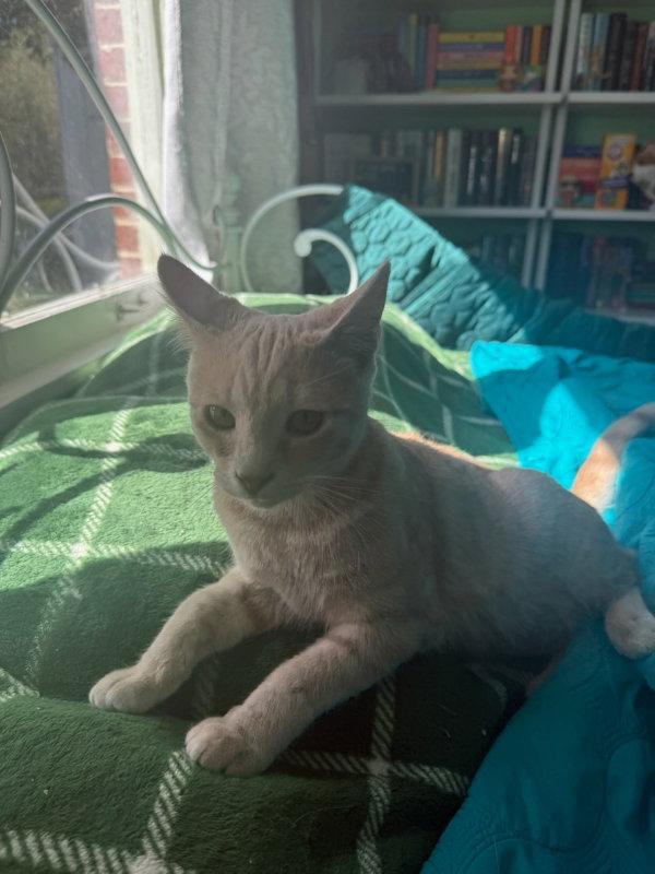 Johnny, Adopted, Young Male Domestic Short Hair & Tabby.