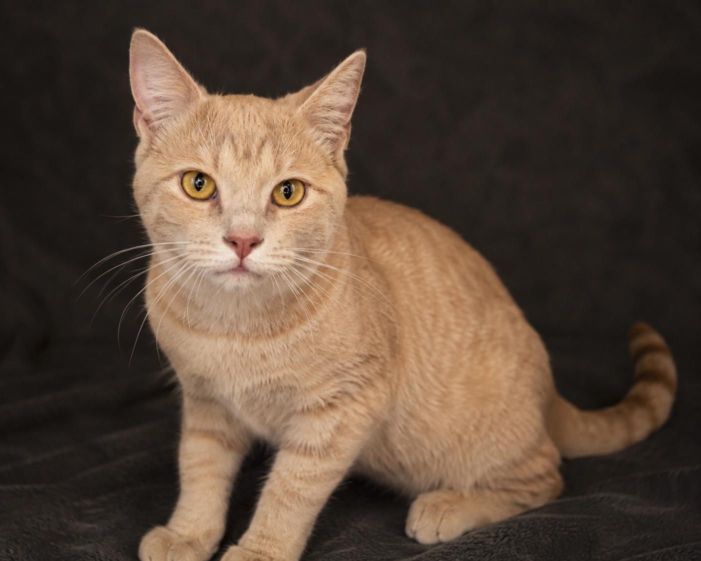 Enlarge Johnny, a Adopted mixed breed in Pineville, LA image 2/2