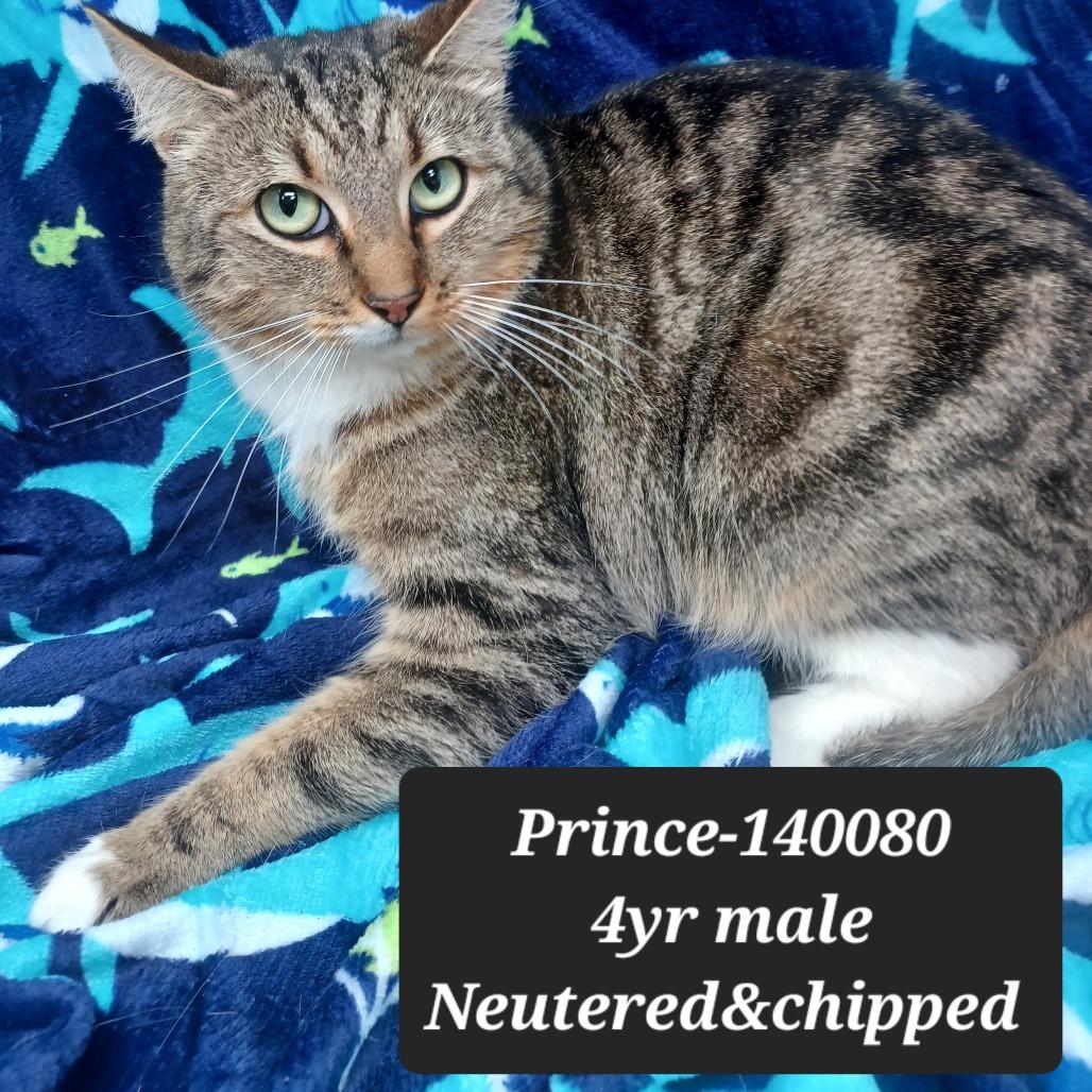 Enlarge Prince, a Adoptable Domestic Long Hair in New Tazewell, TN image 1/1