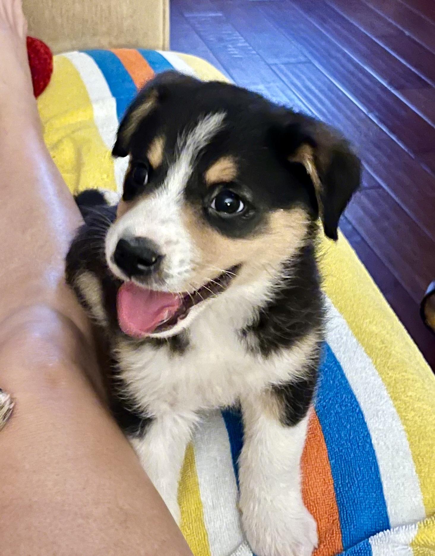 Almond, adopted, Puppy Female Bernese Mountain Dog & Australian Shepherd.
