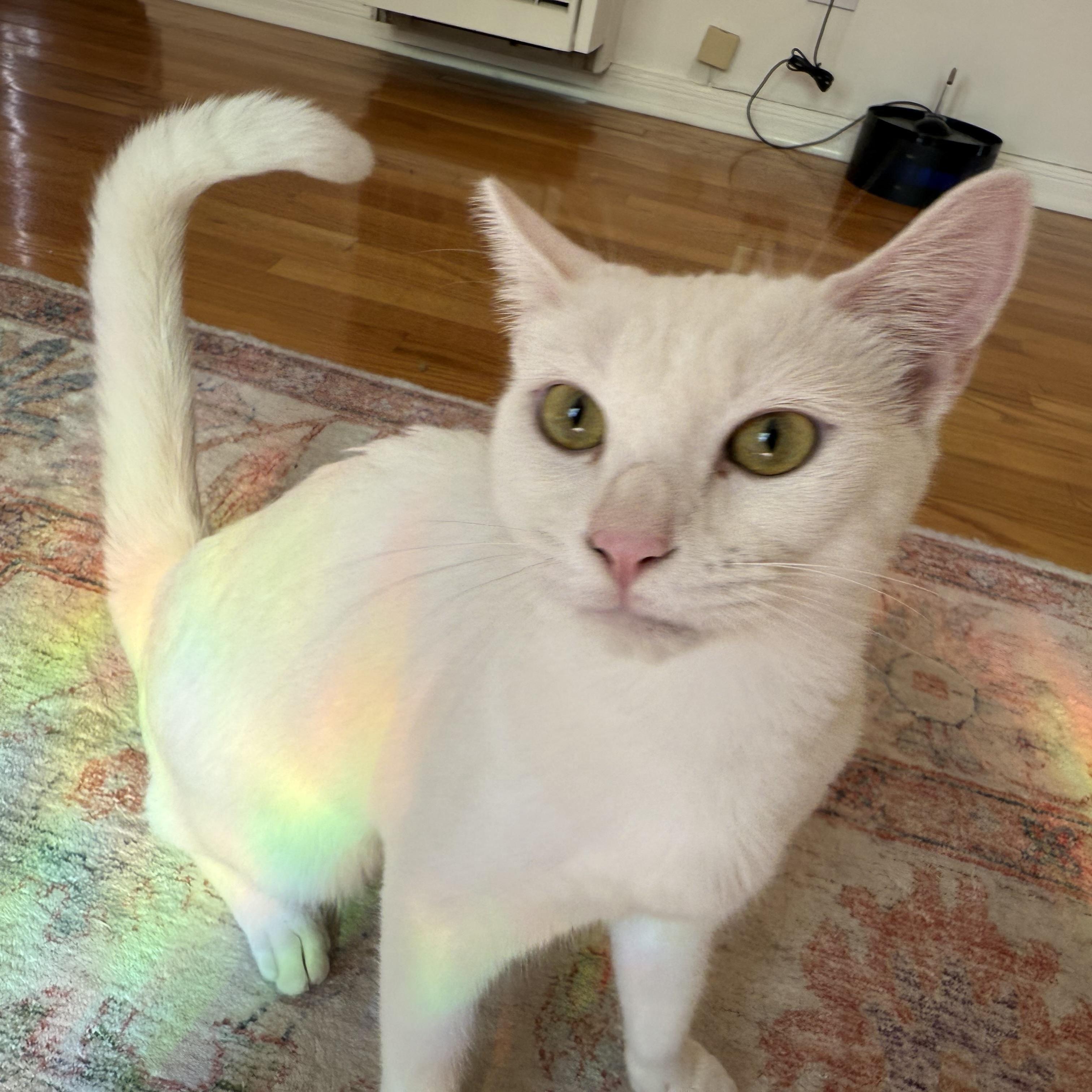 Enlarge Ollie, an adoptable Domestic Short Hair in Los Angeles, CA image 3/6