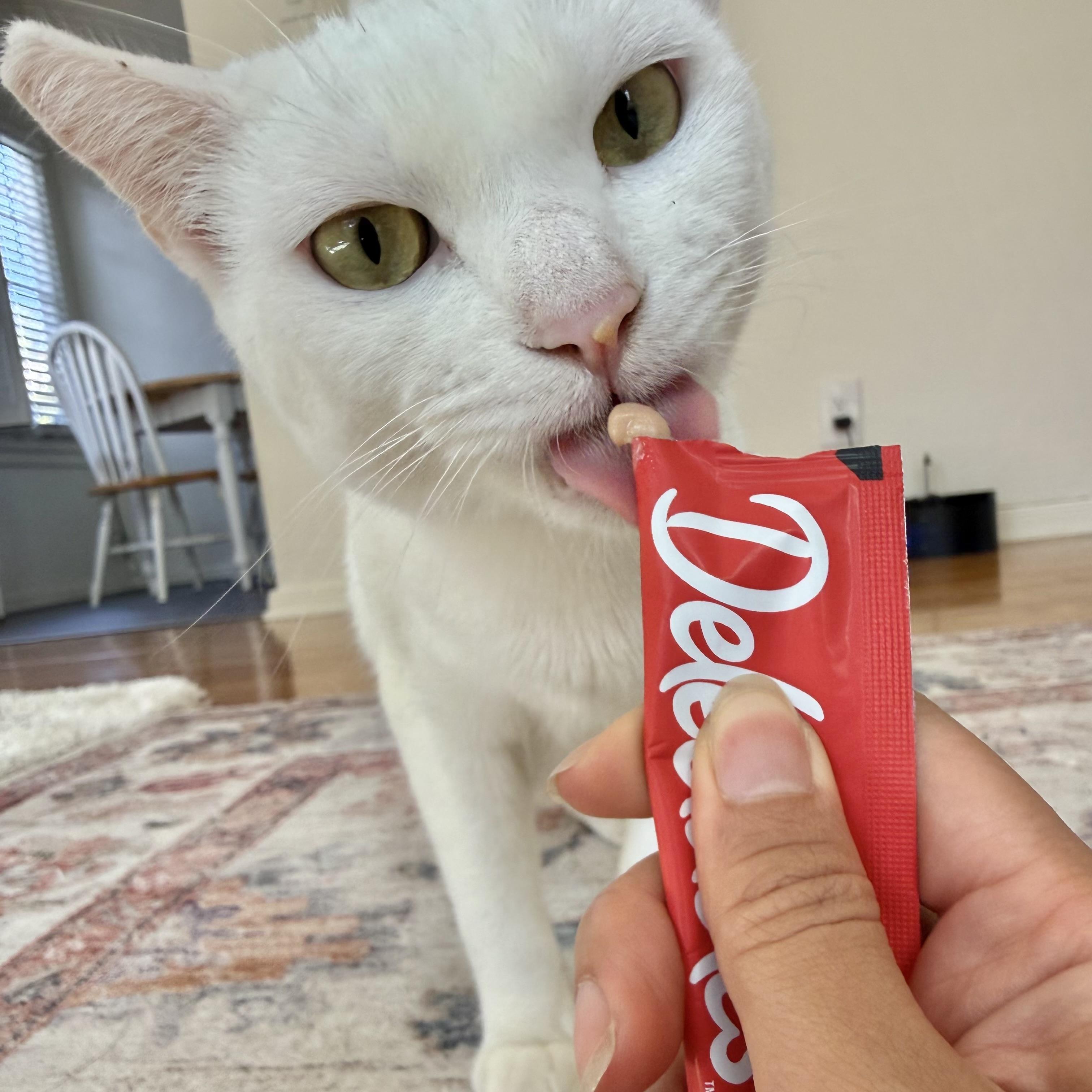 Enlarge Ollie, an adoptable Domestic Short Hair in Los Angeles, CA image 1/6