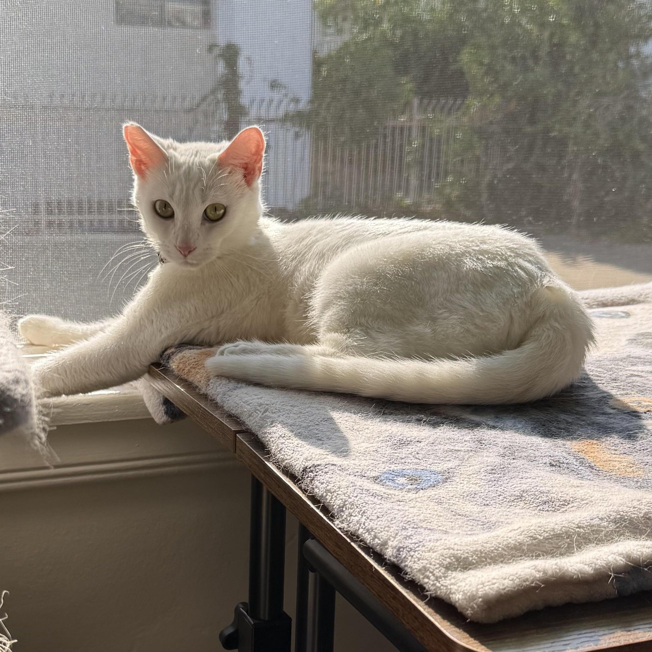 Enlarge Ollie, an adoptable Domestic Short Hair in Los Angeles, CA image 6/6