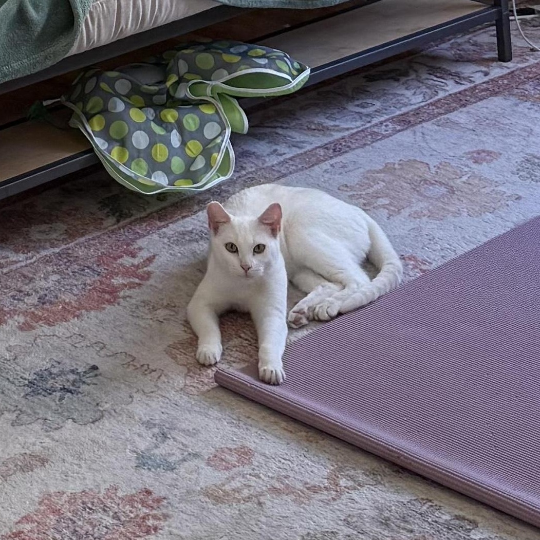 Enlarge Ollie, an adoptable Domestic Short Hair in Los Angeles, CA image 5/6