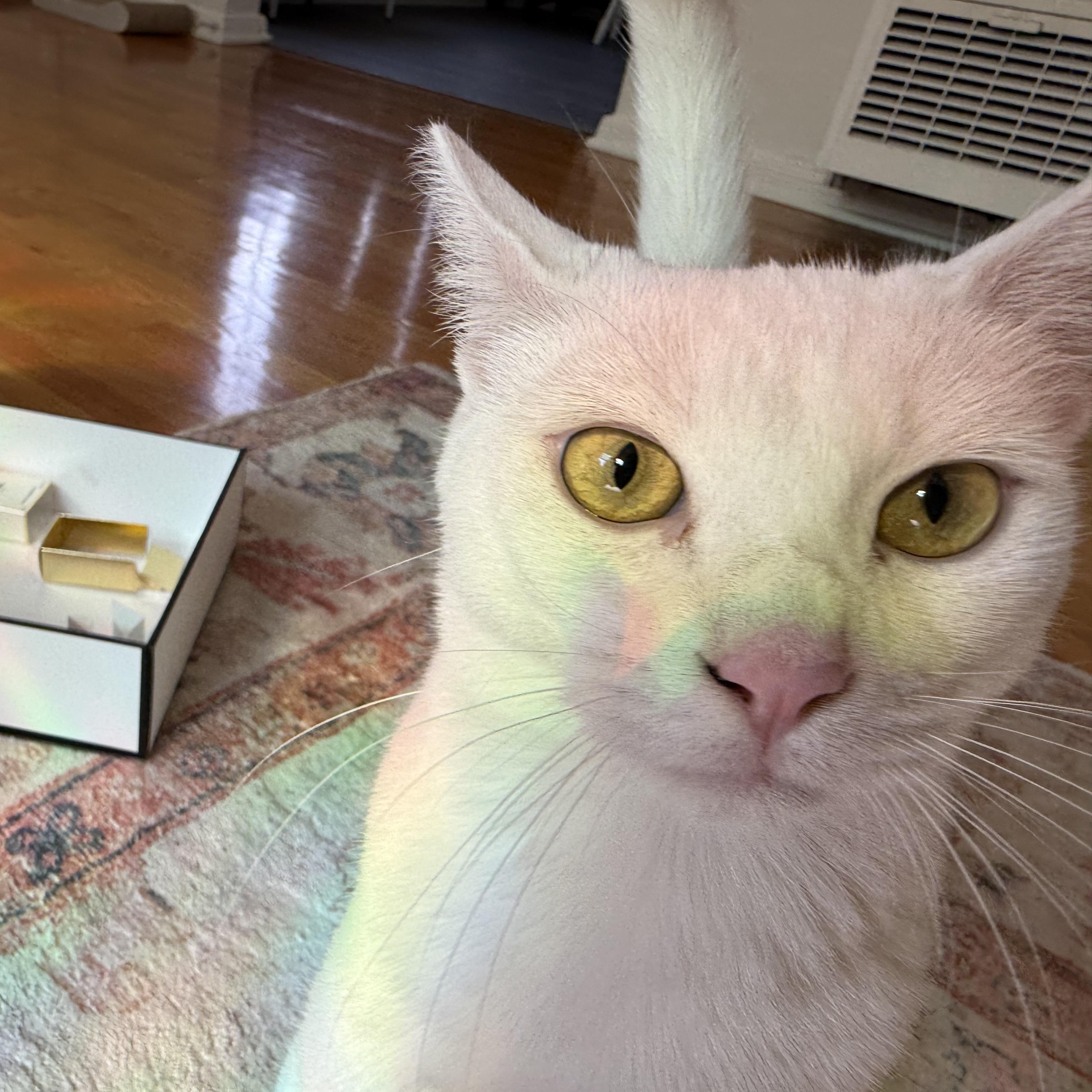 Enlarge Ollie, an adoptable Domestic Short Hair in Los Angeles, CA image 4/6