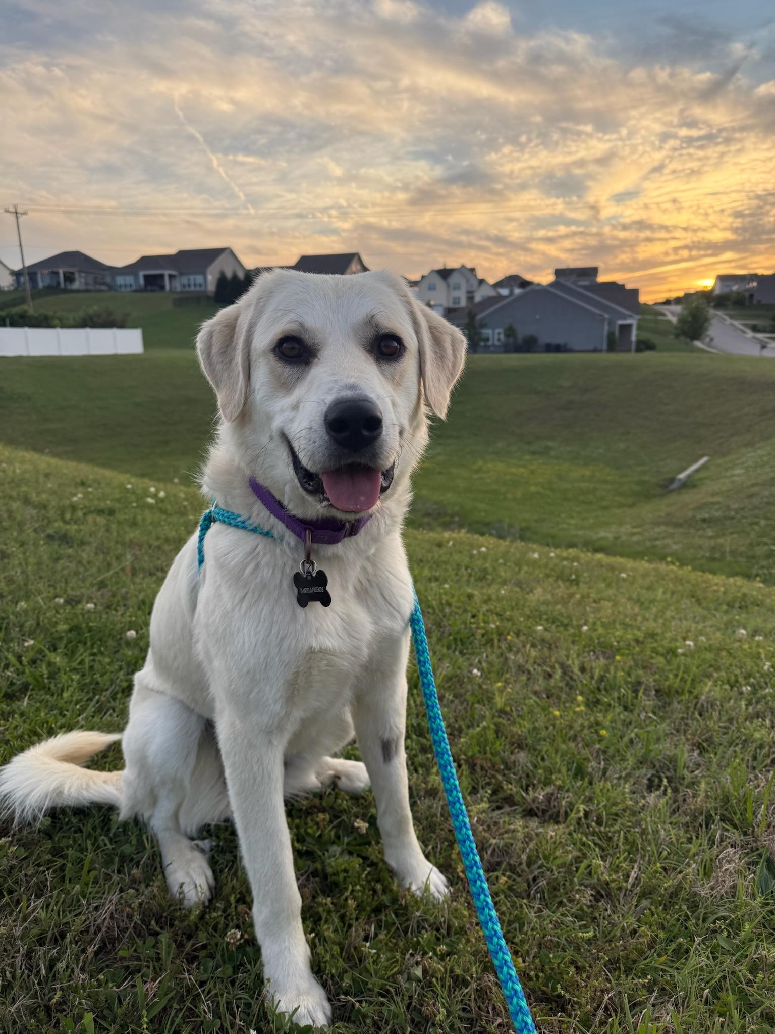 Enlarge Pearl, a ADOPTABLE mixed breed in Nashville, TN image 3/5