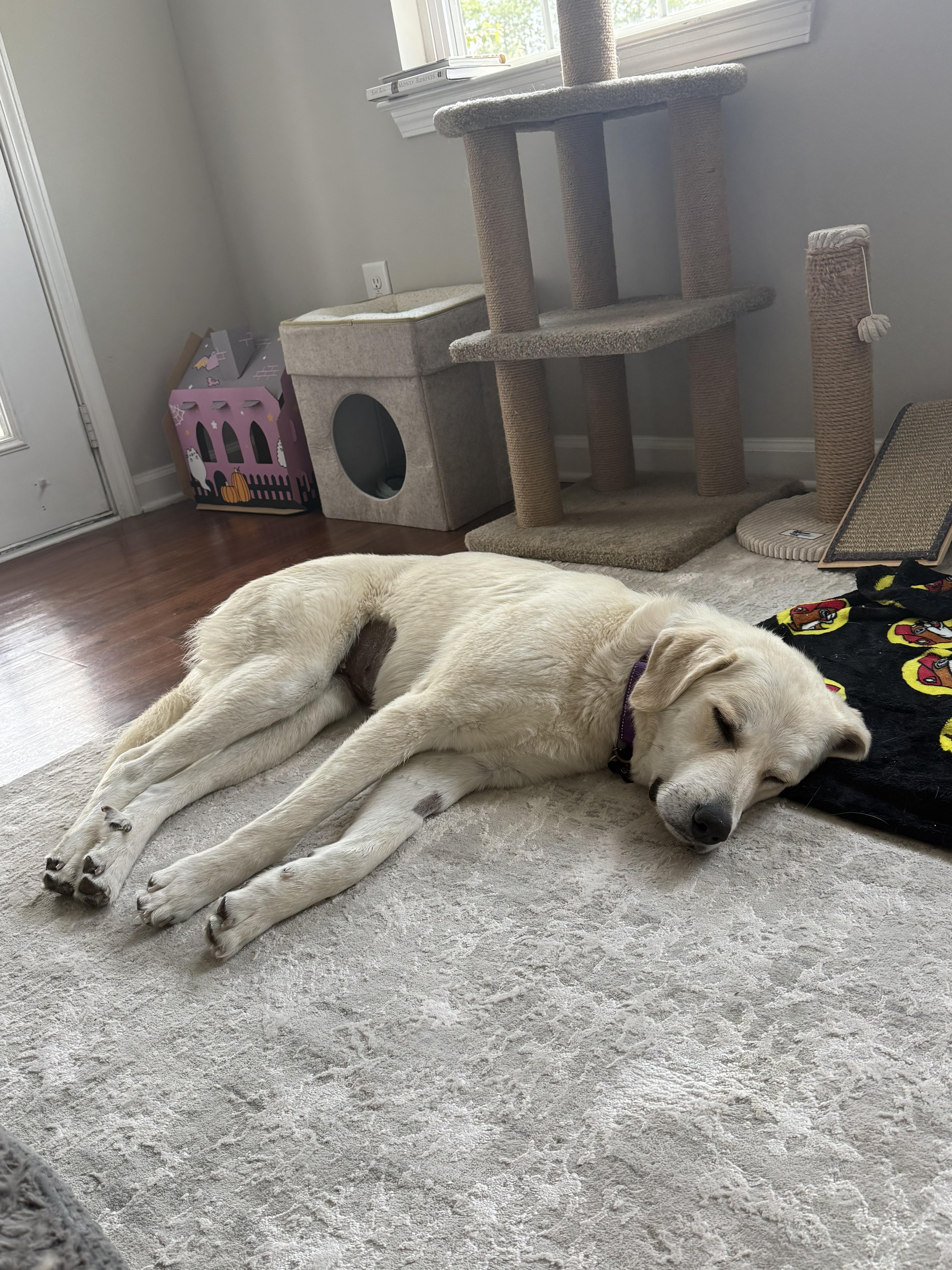 Enlarge Pearl, a ADOPTABLE mixed breed in Nashville, TN image 5/5
