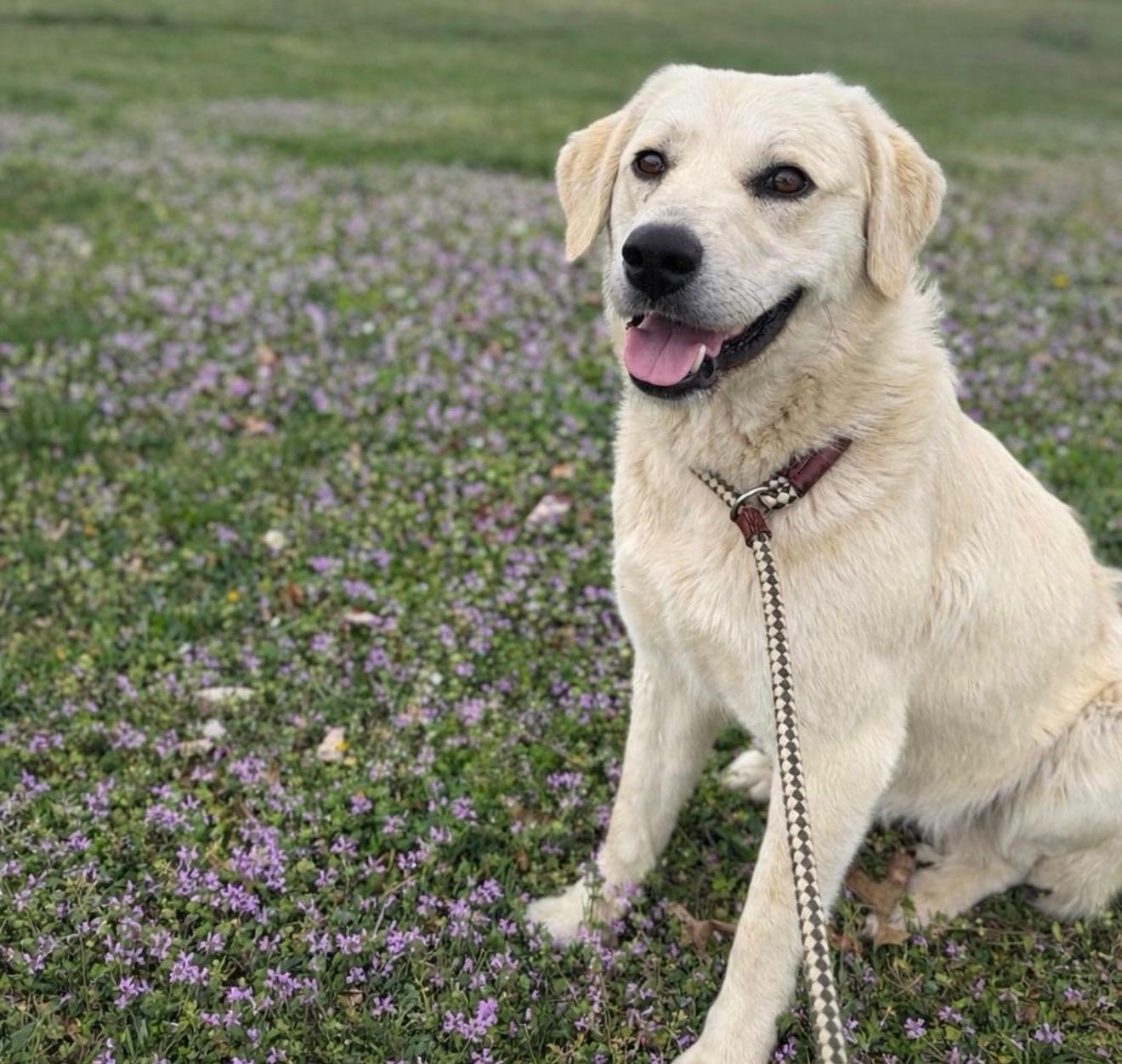 Pearl, ADOPTABLE, Young Female Great Pyrenees & Retriever.