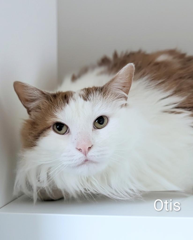 Enlarge Otis, a Adoptable mixed breed in Greenfield, IN image 1/3