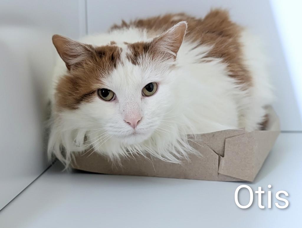 Enlarge Otis, a Adoptable mixed breed in Greenfield, IN image 2/3