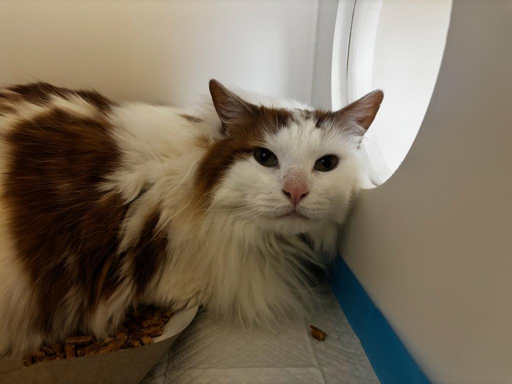 Enlarge Otis, a Adoptable mixed breed in Greenfield, IN image 3/3