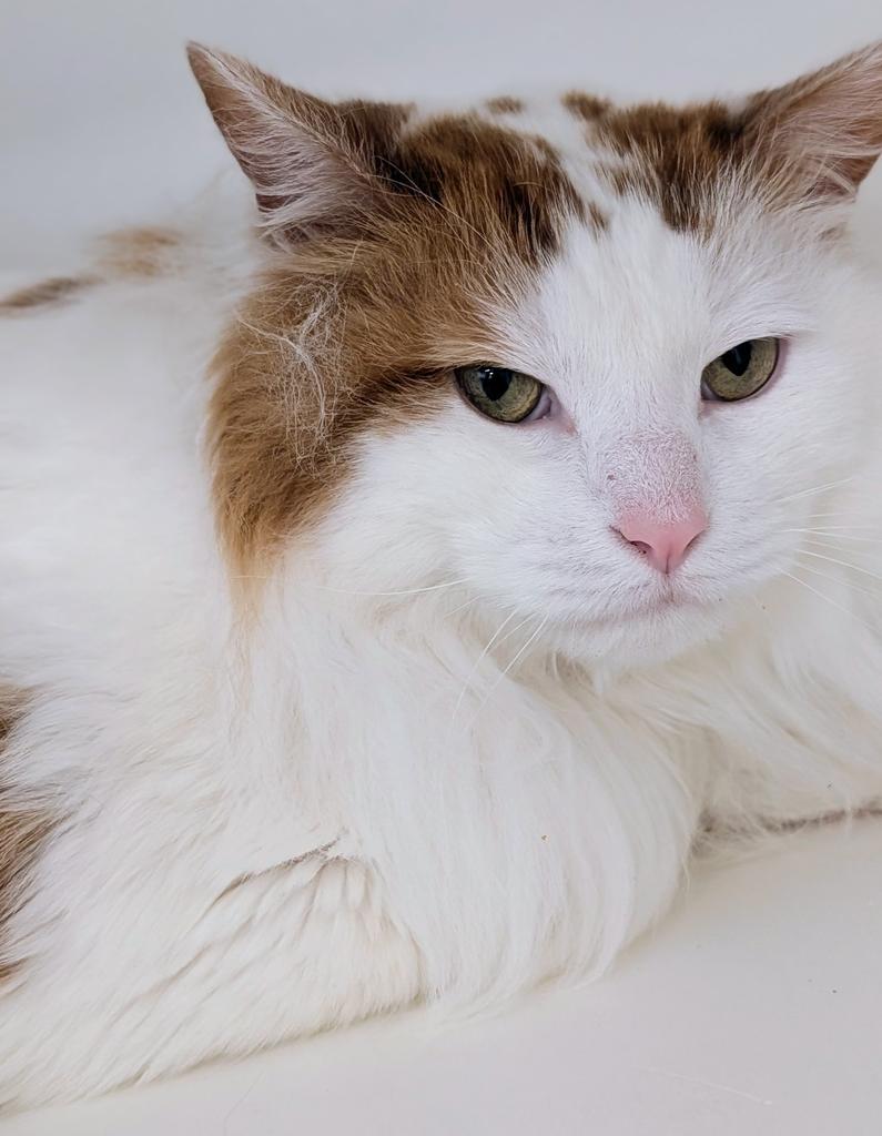 Enlarge Otis, a Adoptable mixed breed in Greenfield, IN image 4/6