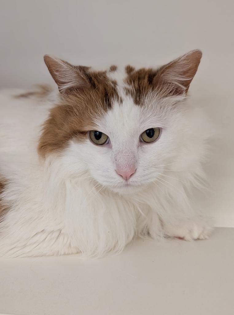 Enlarge Otis, a Adoptable mixed breed in Greenfield, IN image 5/6