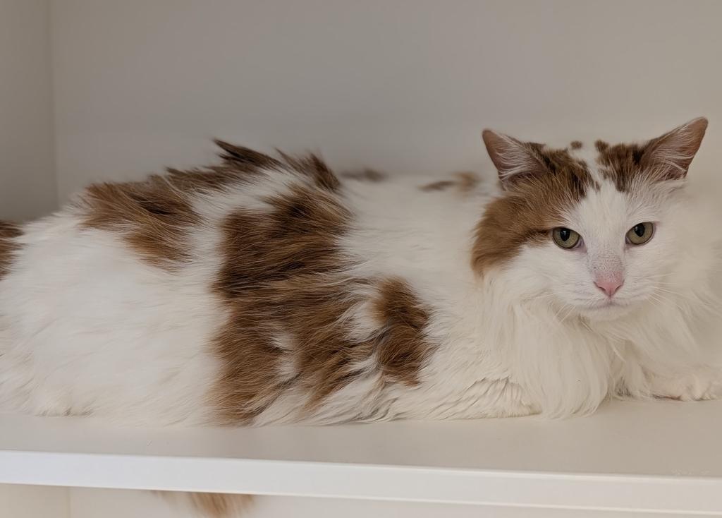 Enlarge Otis, a Adoptable mixed breed in Greenfield, IN image 6/6