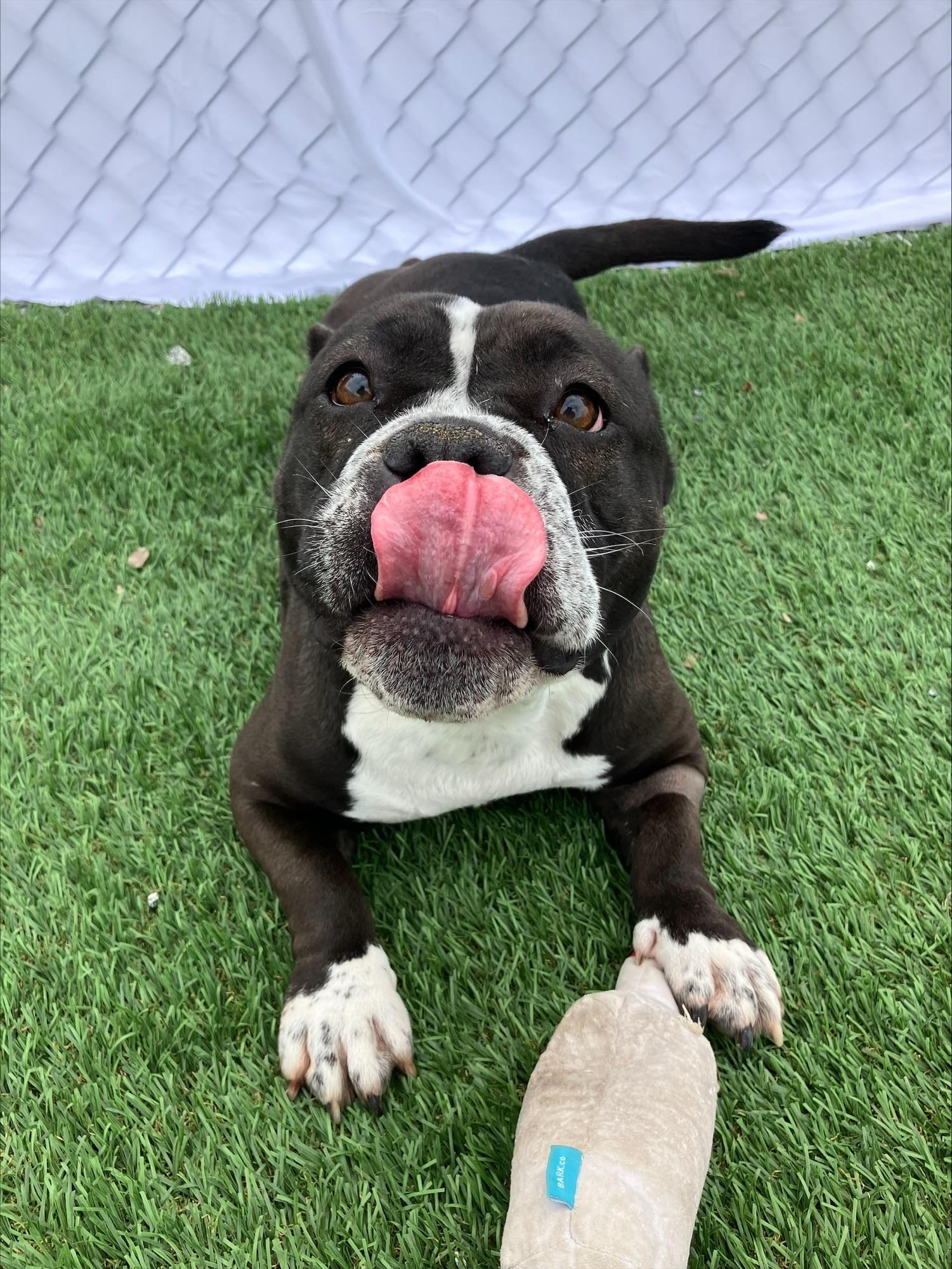 Ursula, a ADOPTABLE mixed breed in Hollister, CA image 1/5