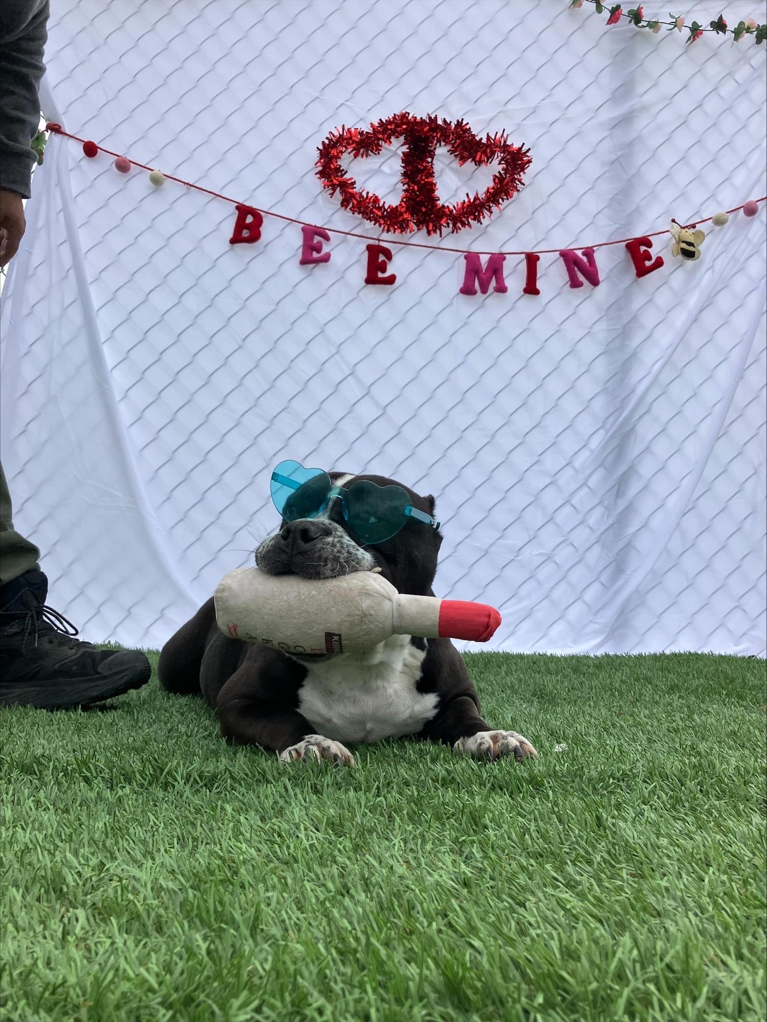 Ursula, a ADOPTABLE mixed breed in Hollister, CA image 4/5