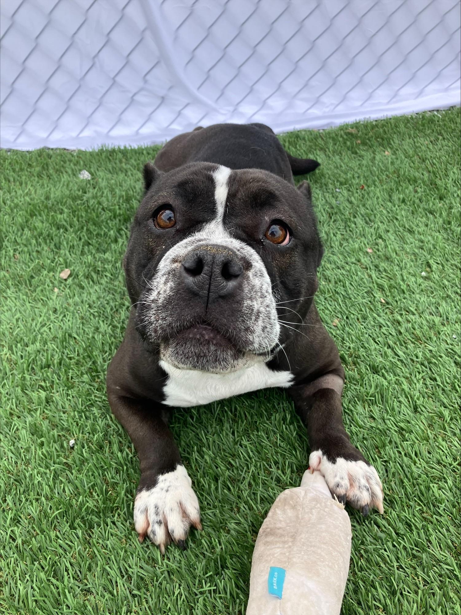 Ursula, a ADOPTABLE mixed breed in Hollister, CA image 2/5