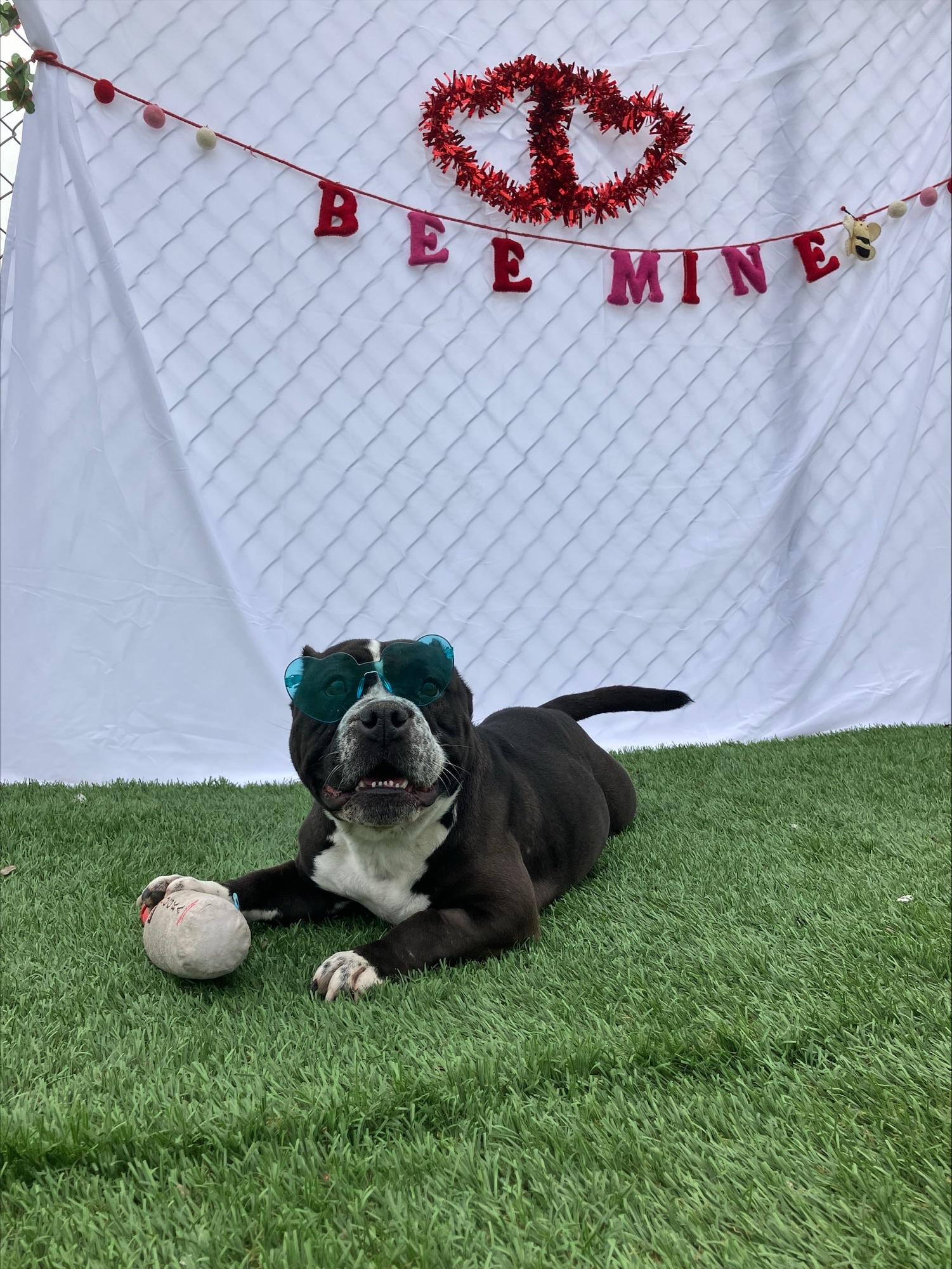 Ursula, a ADOPTABLE mixed breed in Hollister, CA image 5/5