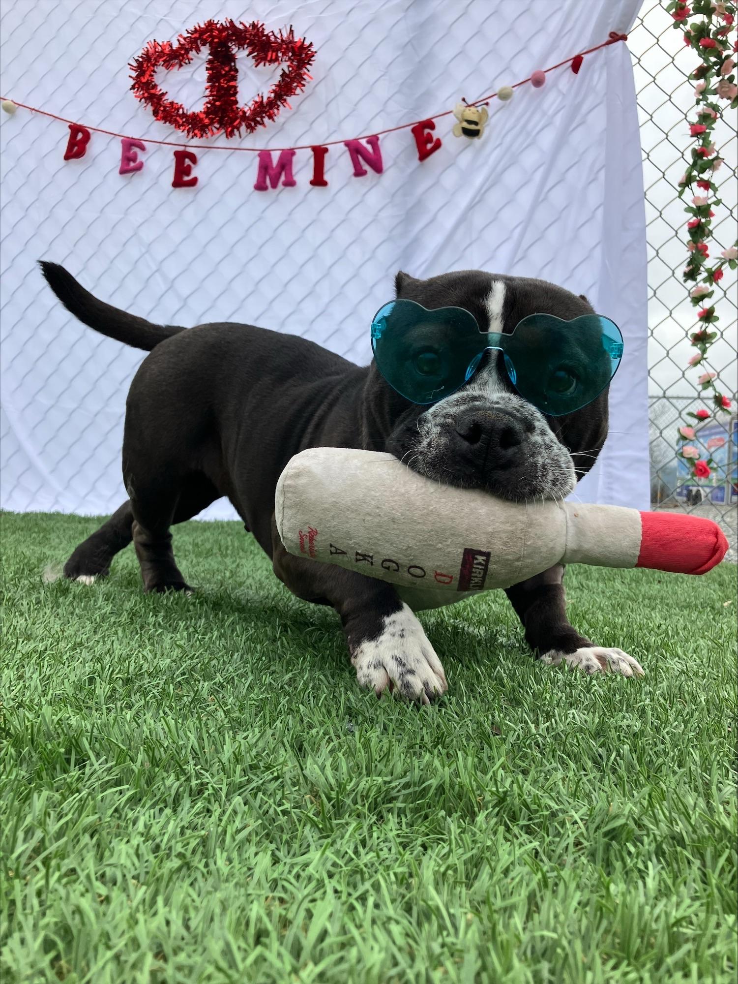 Ursula, a ADOPTABLE mixed breed in Hollister, CA image 3/5