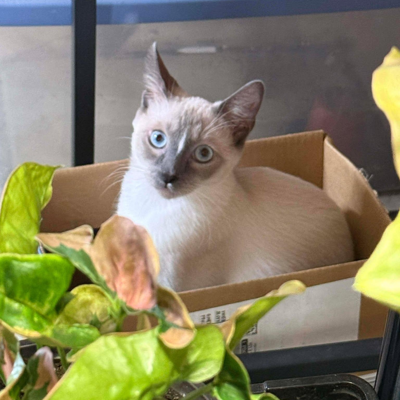 Snowball, an adopted mixed breed in Oklahoma City, OK image 5/5