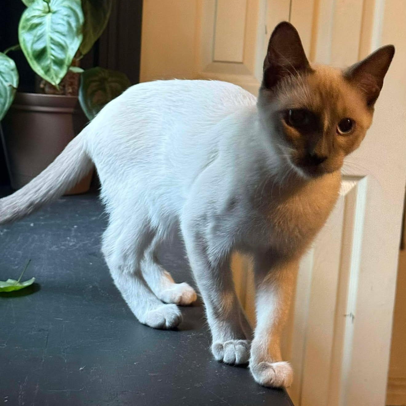 Snowball, adopted, Young Male Snowshoe.