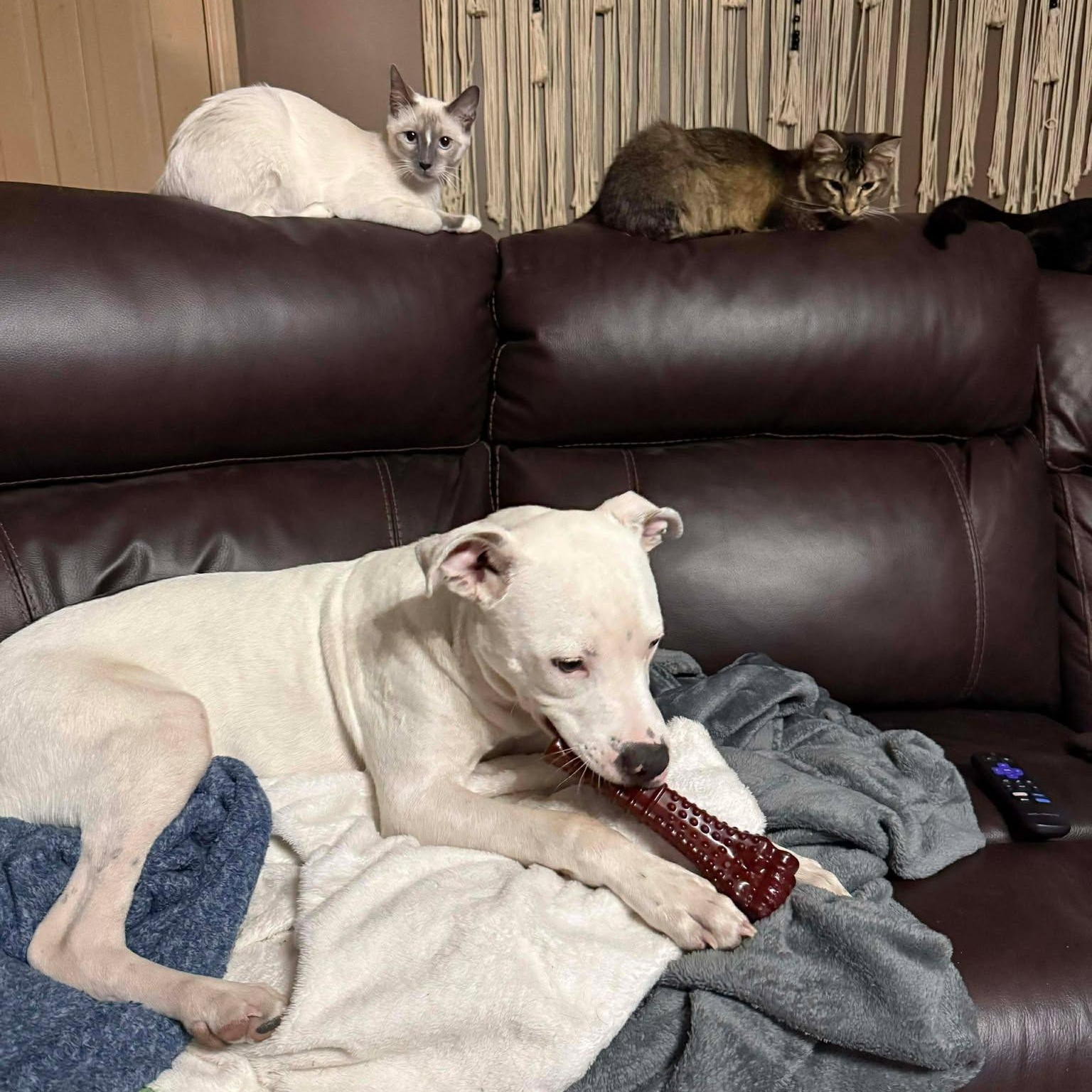 Snowball, an adopted mixed breed in Oklahoma City, OK image 2/5