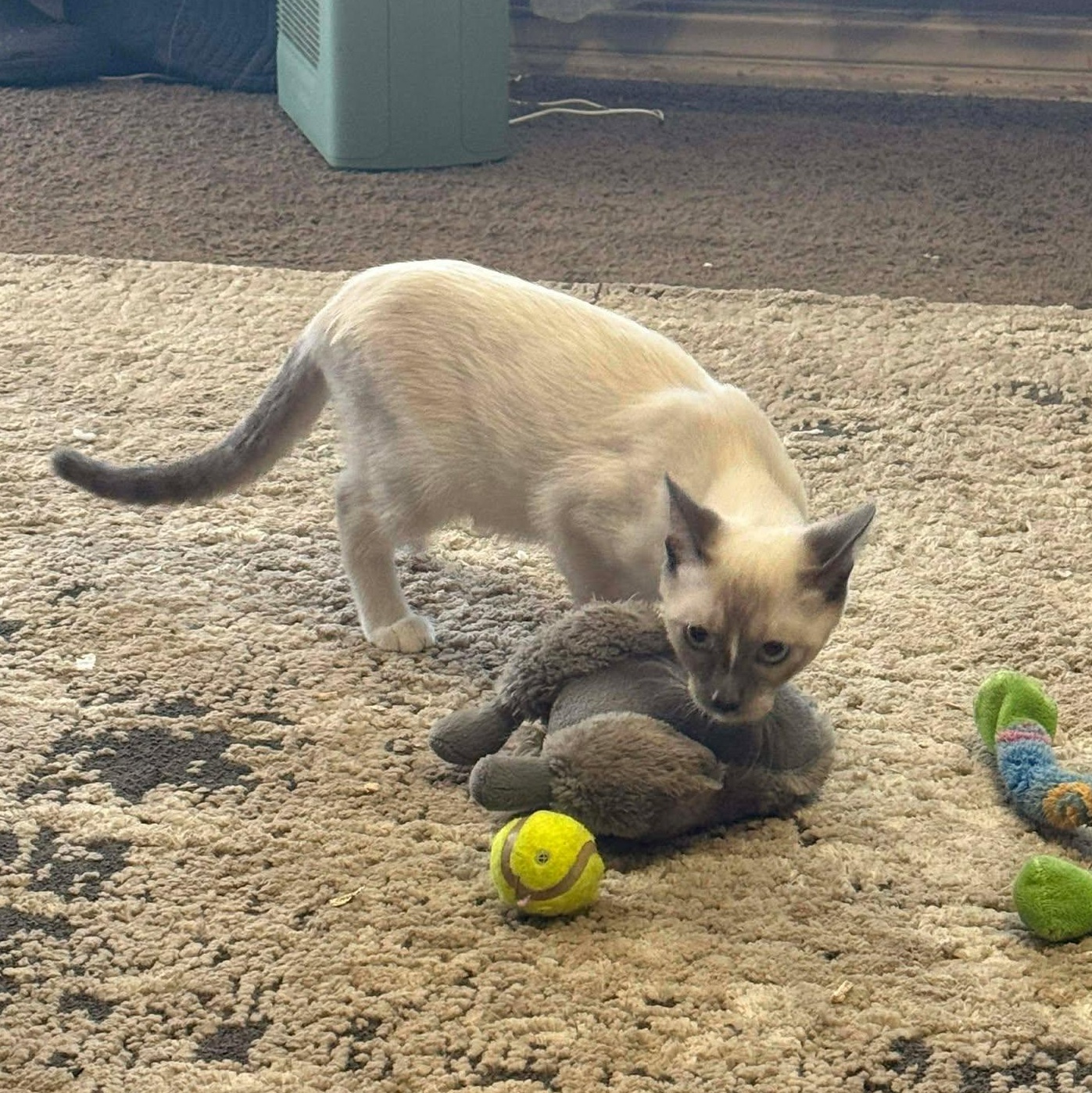 Snowball, an adopted mixed breed in Oklahoma City, OK image 3/5