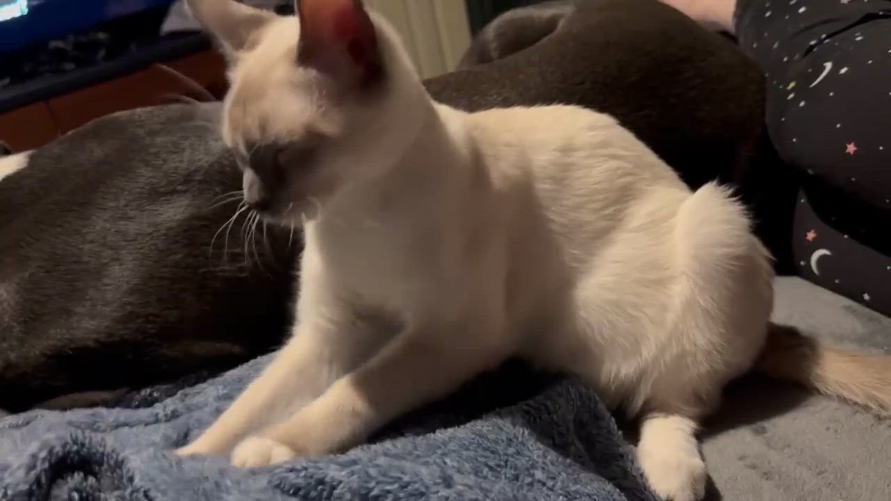 Enlarge Snowball, an adopted mixed breed in Oklahoma City, OK video 4/5