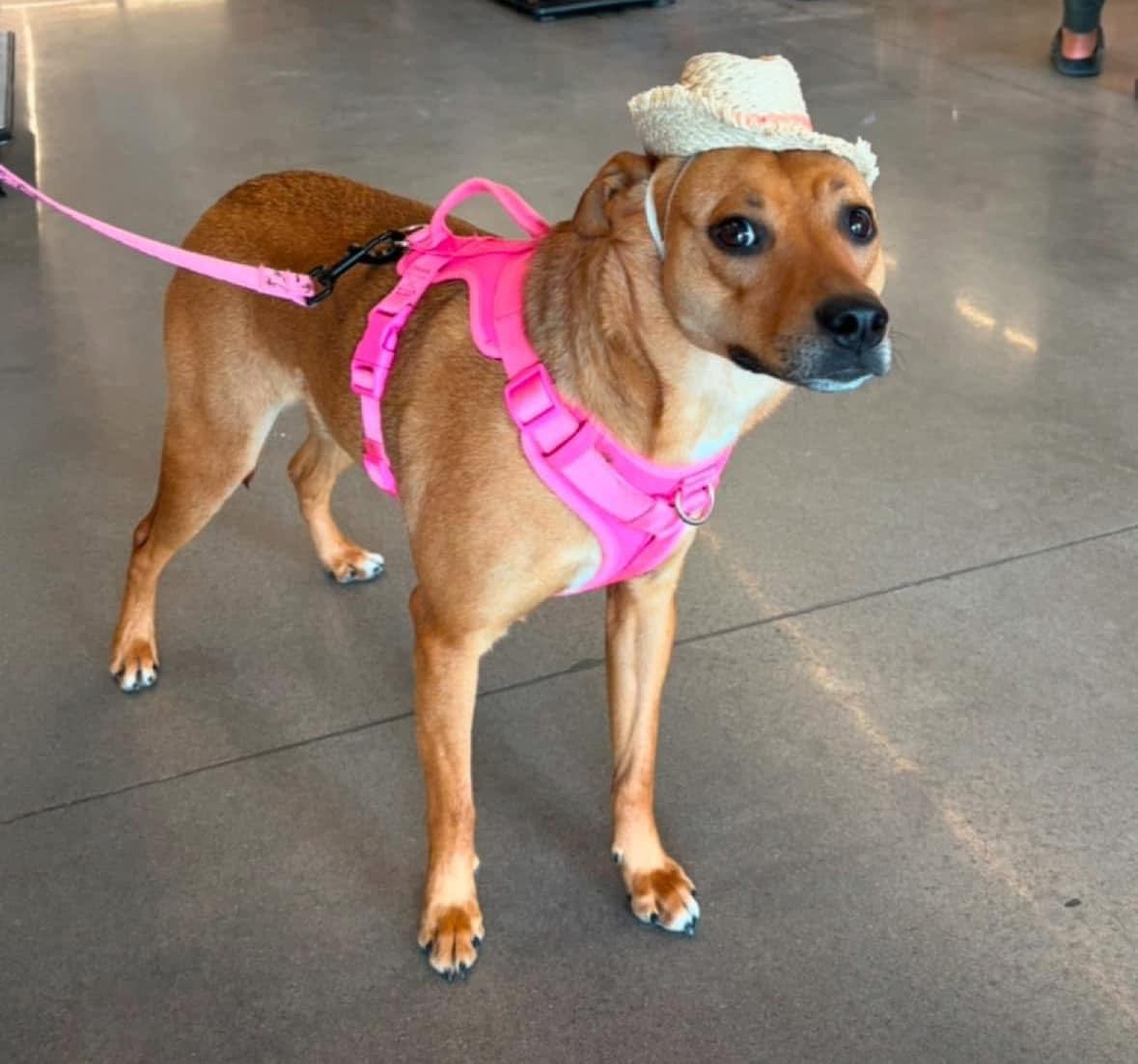 Enlarge Rosie, a Adoptable mixed breed in El Paso, TX image 1/1