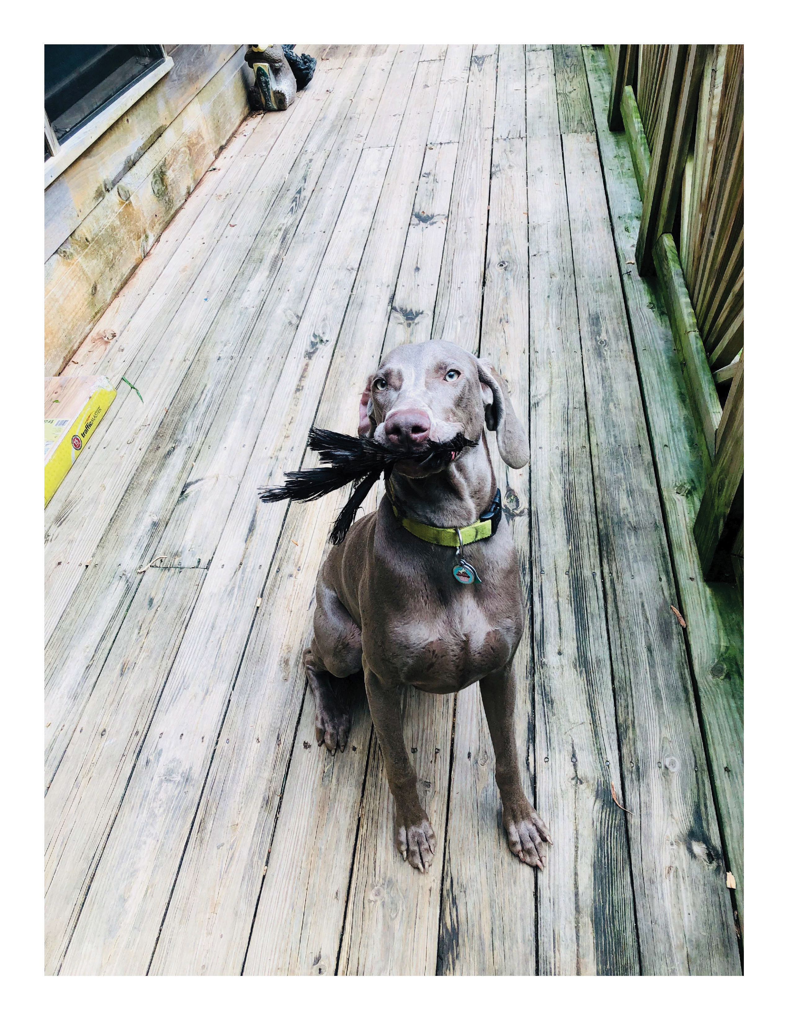 Jackson, an adopted Weimaraner in Jeffersonville, IN_image-1