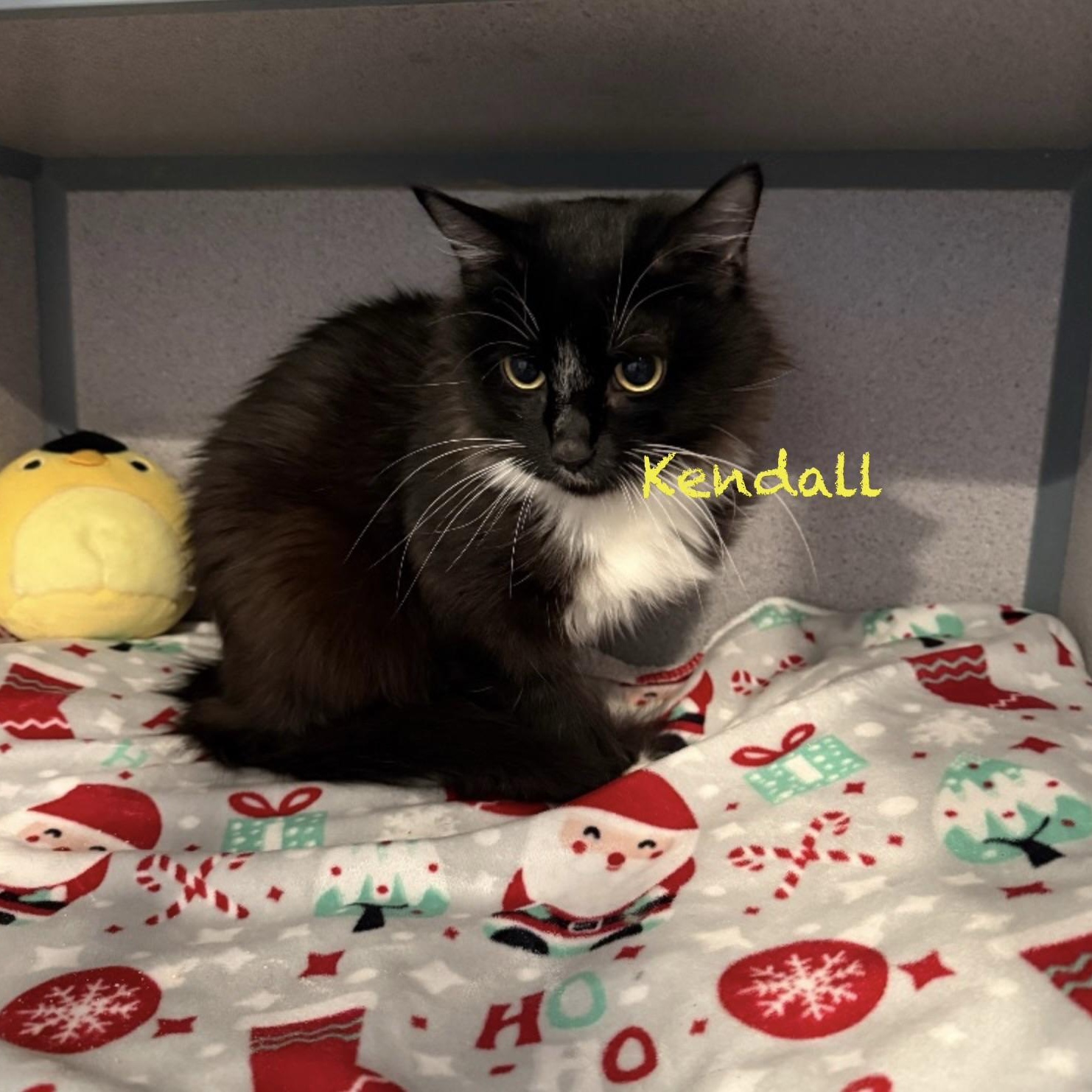 Enlarge Kendall, an adopted Domestic Medium Hair in Palatine, IL image 1/1