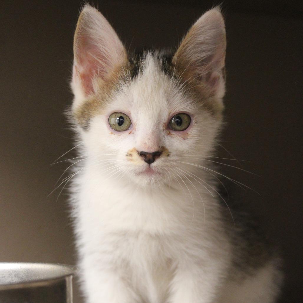 Hilda, Adoptable, Kitten Female Domestic Short Hair.