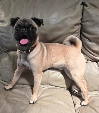 Enlarge Rocko, a Adoptable mixed breed in NYC, NY image 5/6