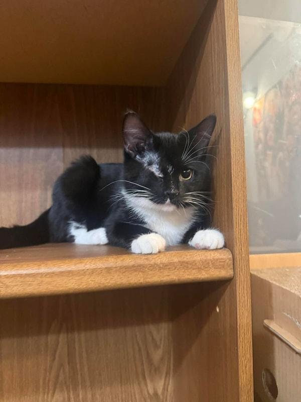 Enlarge Acrustus, an adopted Domestic Short Hair in Kalamazoo, MI image 1/1