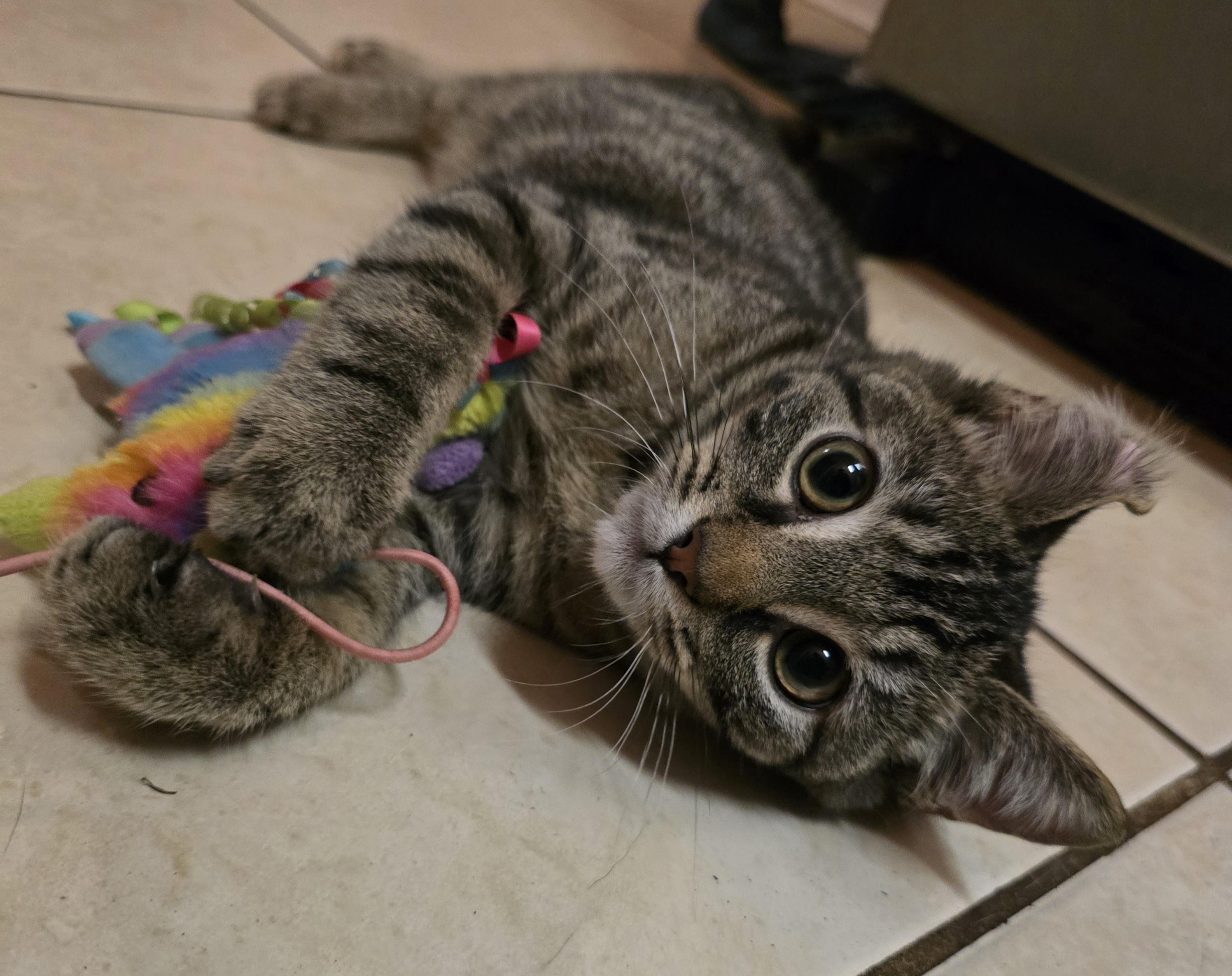 Tips, adoptable, Kitten Male Domestic Short Hair.