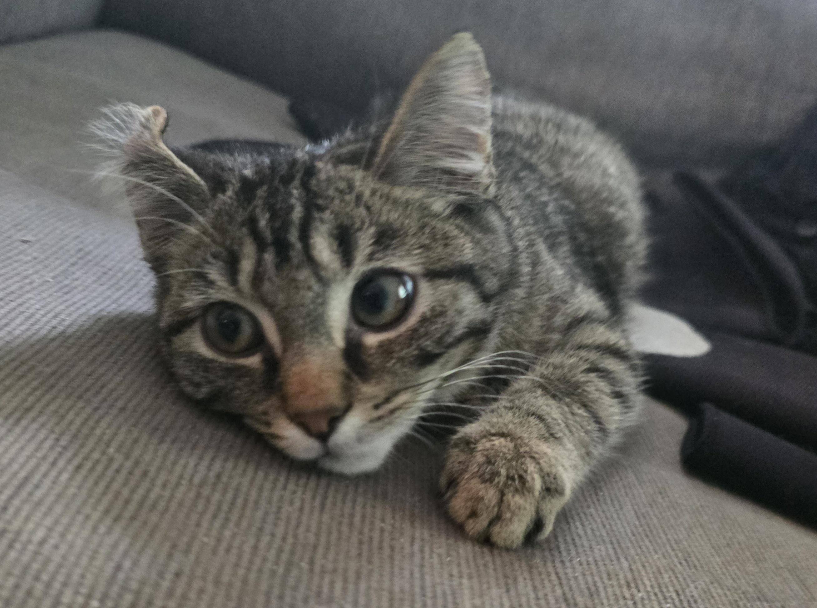 Tips, an adoptable Domestic Short Hair in Myrtle Beach, SC image 2/2