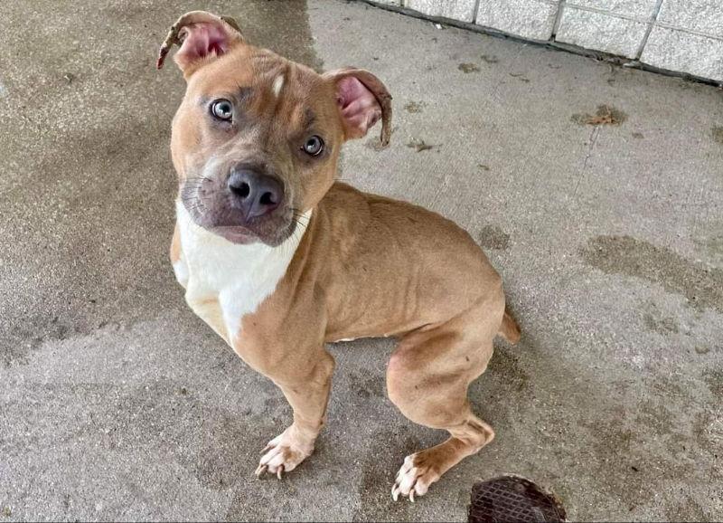 Nicole, Adopted, Young Female Pit Bull Terrier.