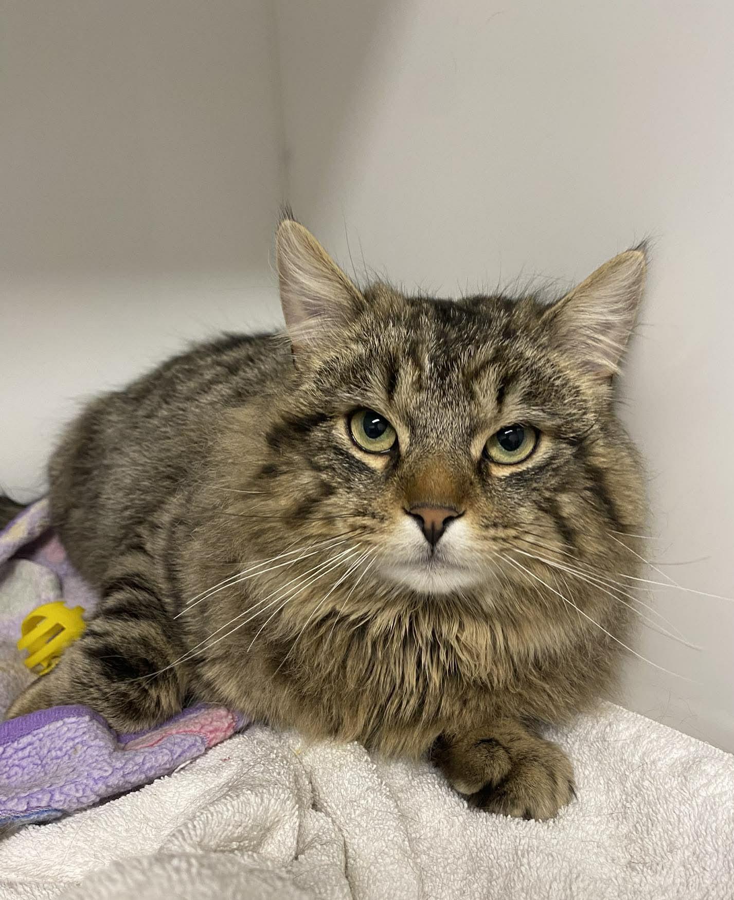 Burger, adopted, Adult Male Domestic Medium Hair.