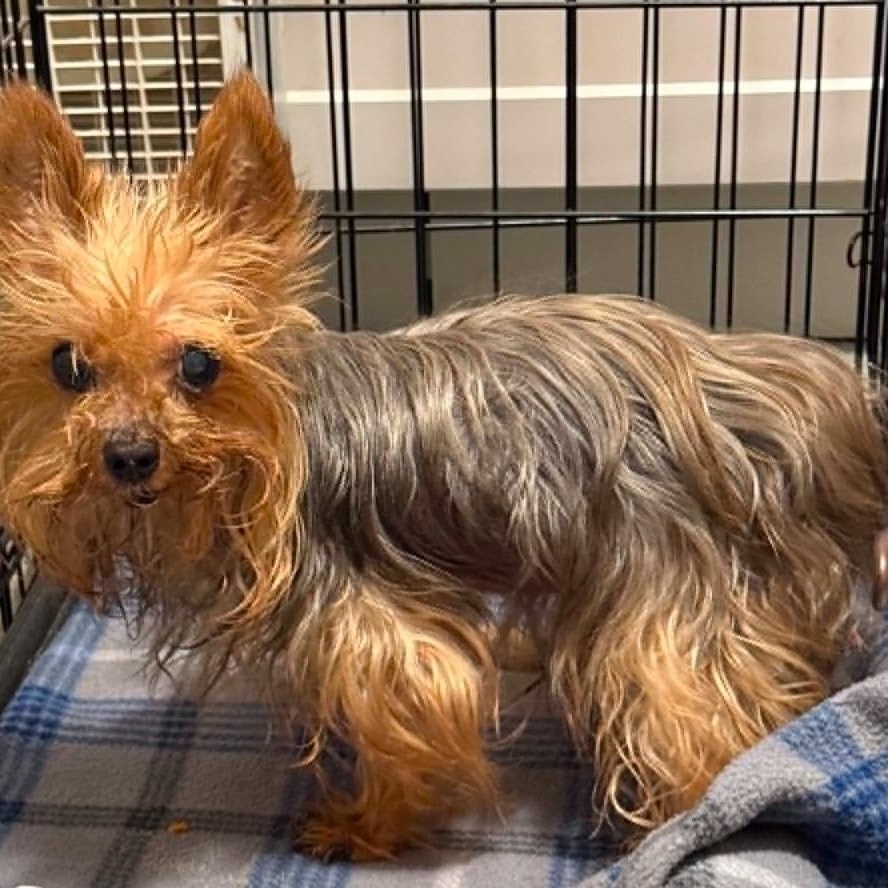 Duncan, Adoptable, Senior Male Yorkshire Terrier.
