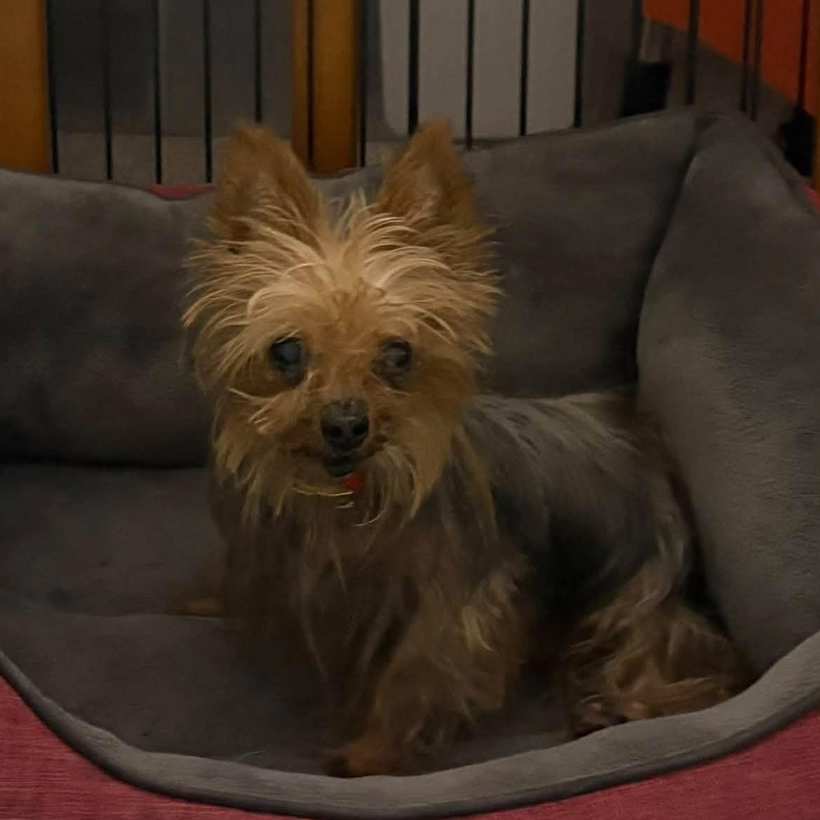Enlarge Duncan, a Adoptable Yorkshire Terrier in Severn, MD image 2/2
