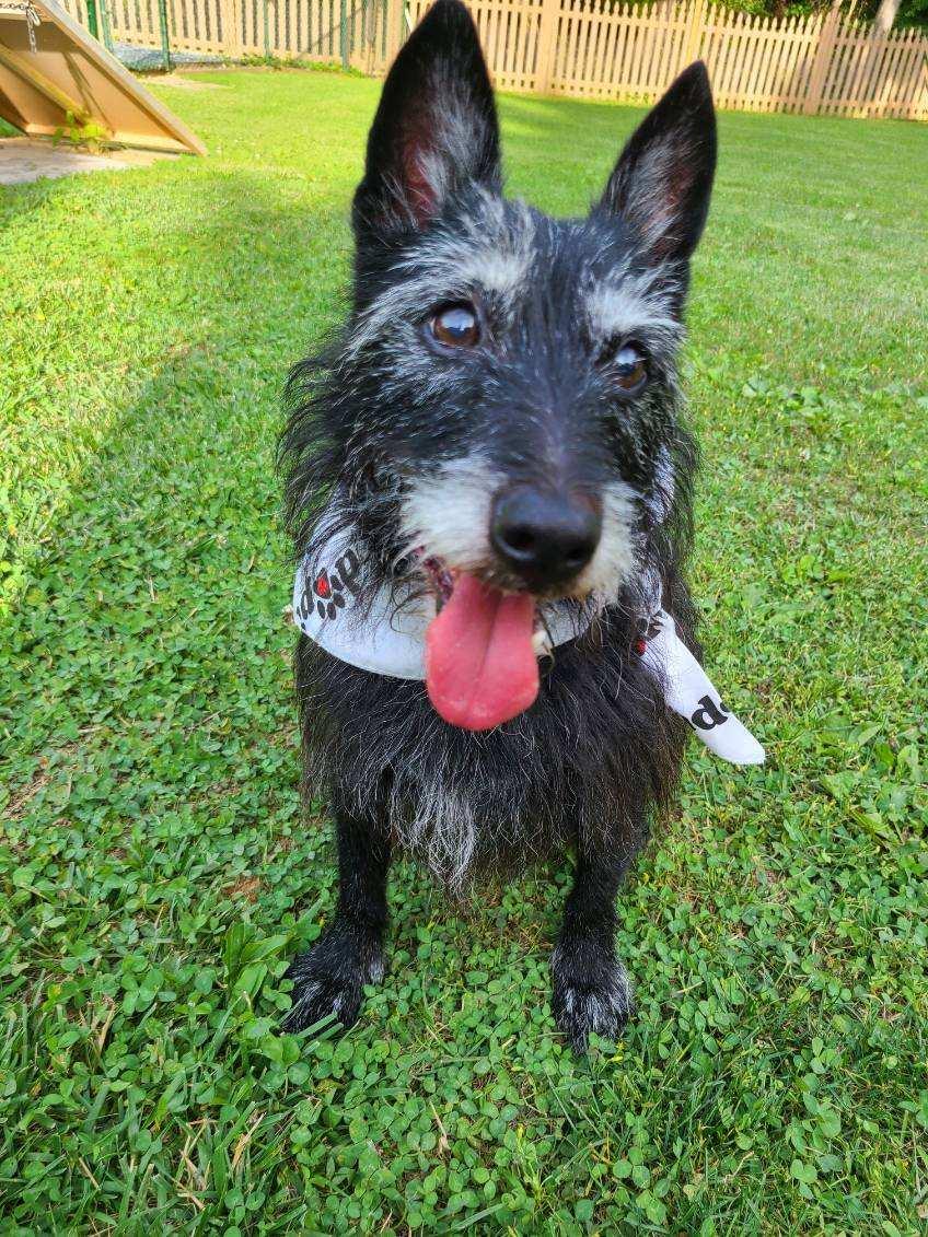 Enlarge Tyrion, a Adoptable mixed breed in Silver Spring, MD image 1/2