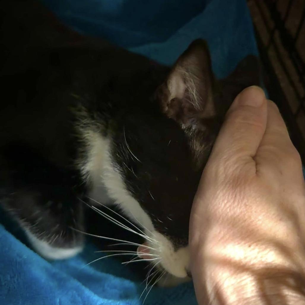 Machete, a Adoptable Domestic Short Hair in Redwood Valley, CA image 1/6