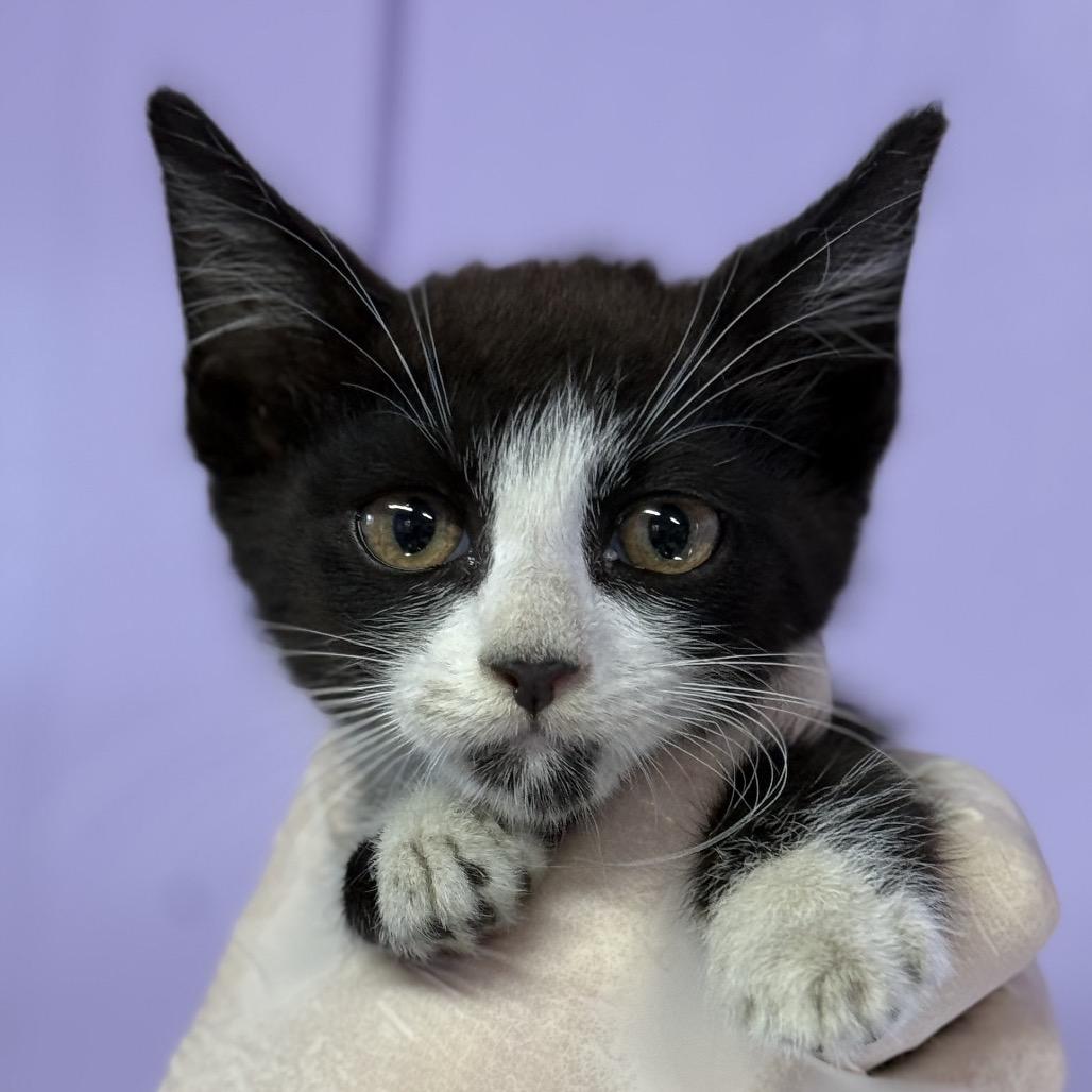 Machete, a Adoptable Domestic Short Hair in Redwood Valley, CA image 2/6