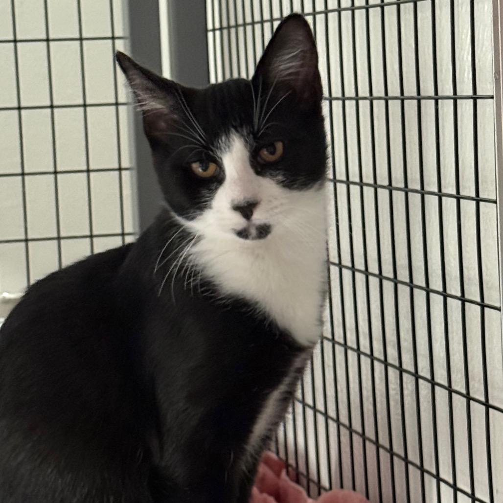 Machete, a Adoptable Domestic Short Hair in Redwood Valley, CA image 3/6