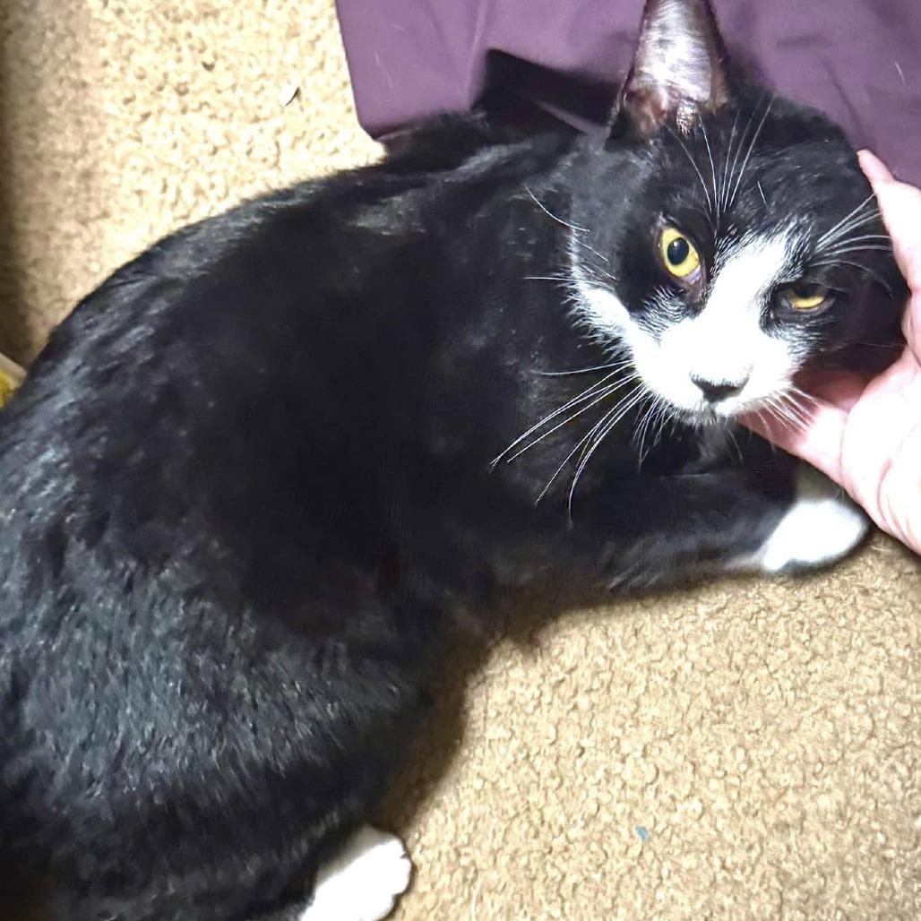 Enlarge Machete, a Adoptable Domestic Short Hair in Redwood Valley, CA image 5/6