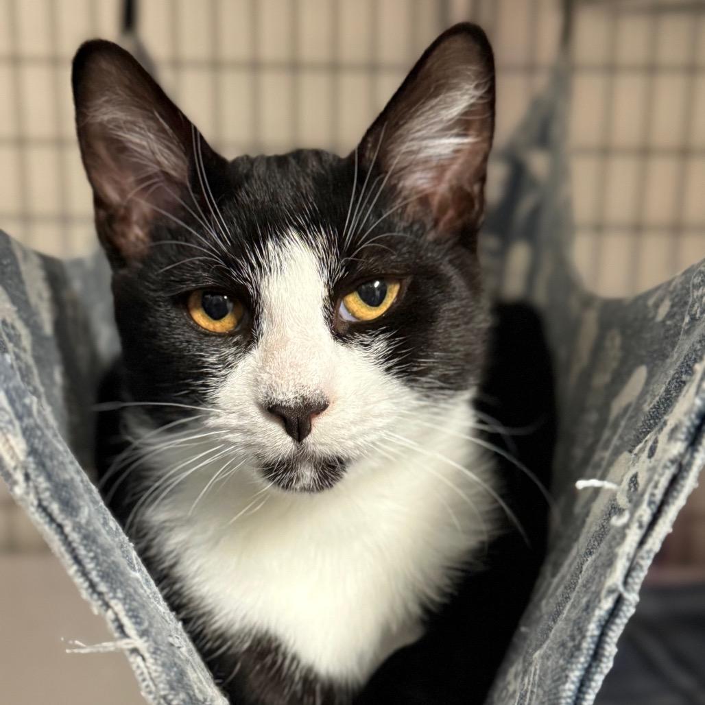 Machete, a Adoptable Domestic Short Hair in Redwood Valley, CA image 5/6