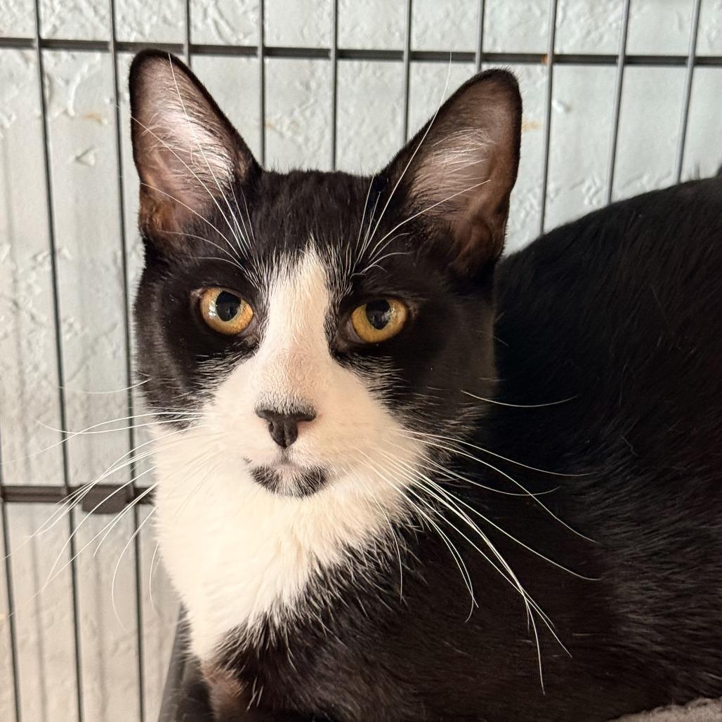 Machete, a Adoptable Domestic Short Hair in Redwood Valley, CA image 6/6