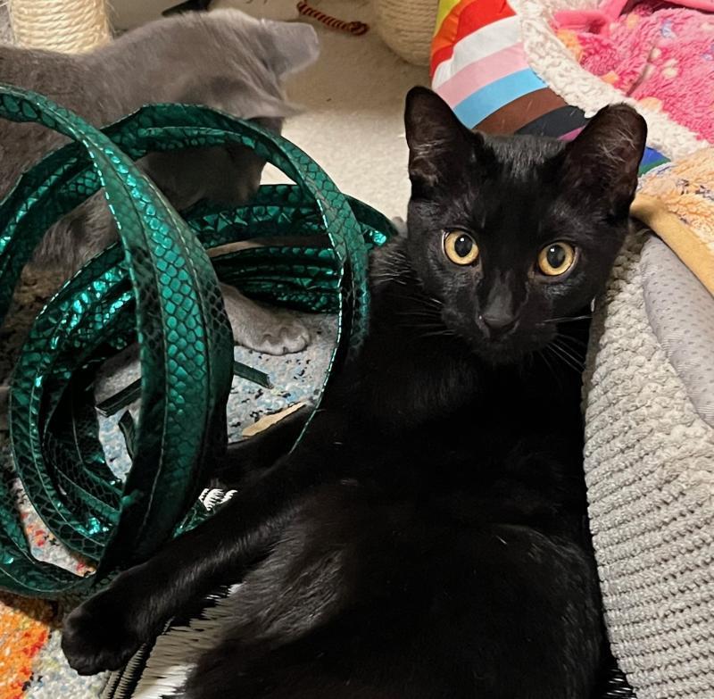 Enlarge Luke, a Adoptable Domestic Short Hair in Sunnyvale, CA image 1/2