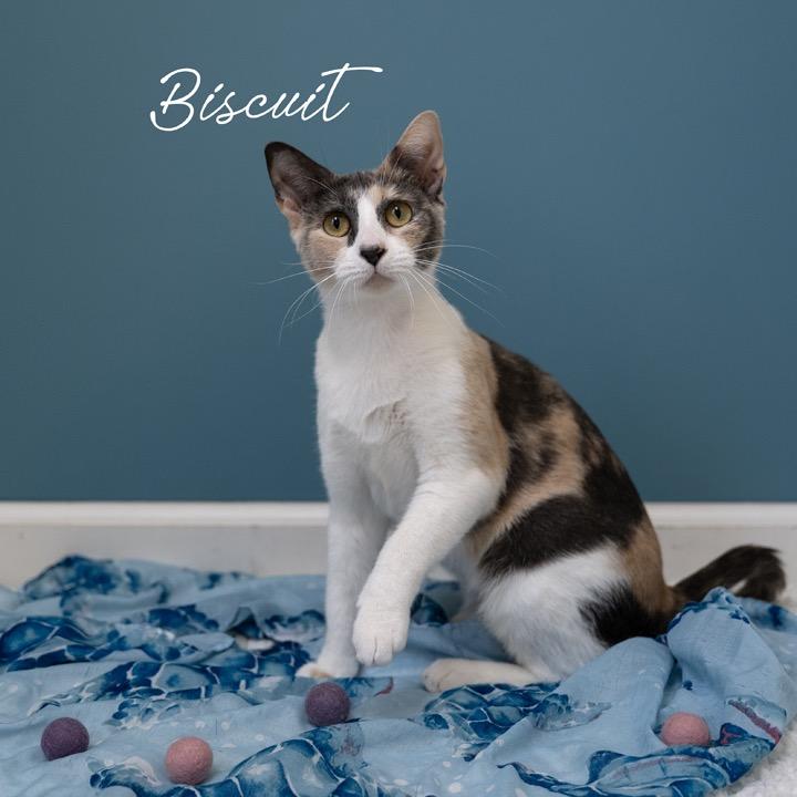 Biscuit, Adoptable, Adult Female Domestic Short Hair.