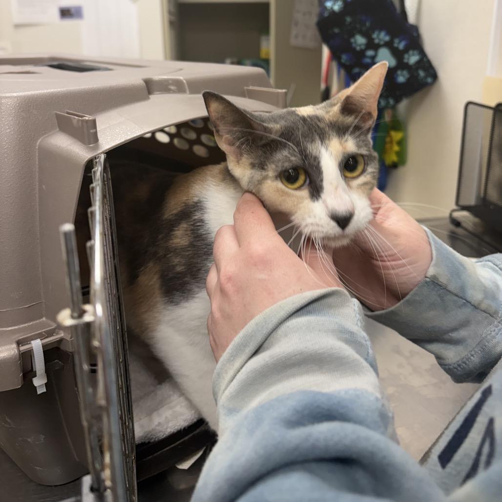 Biscuit, a Adoptable Domestic Short Hair in Pekin, IL image 2/6